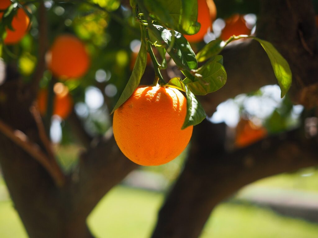 appelsiinin terveysvaikutukset